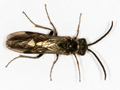 Dolerus eversmanni